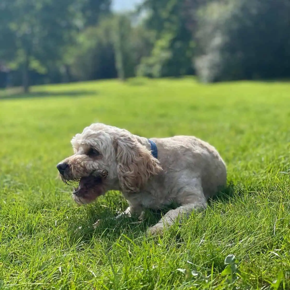 busy Cavapoo biting stick