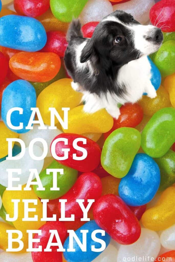 can dogs eat jelly beans