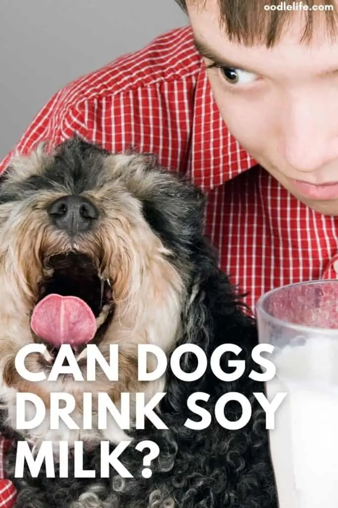 can dogs drink soy milk