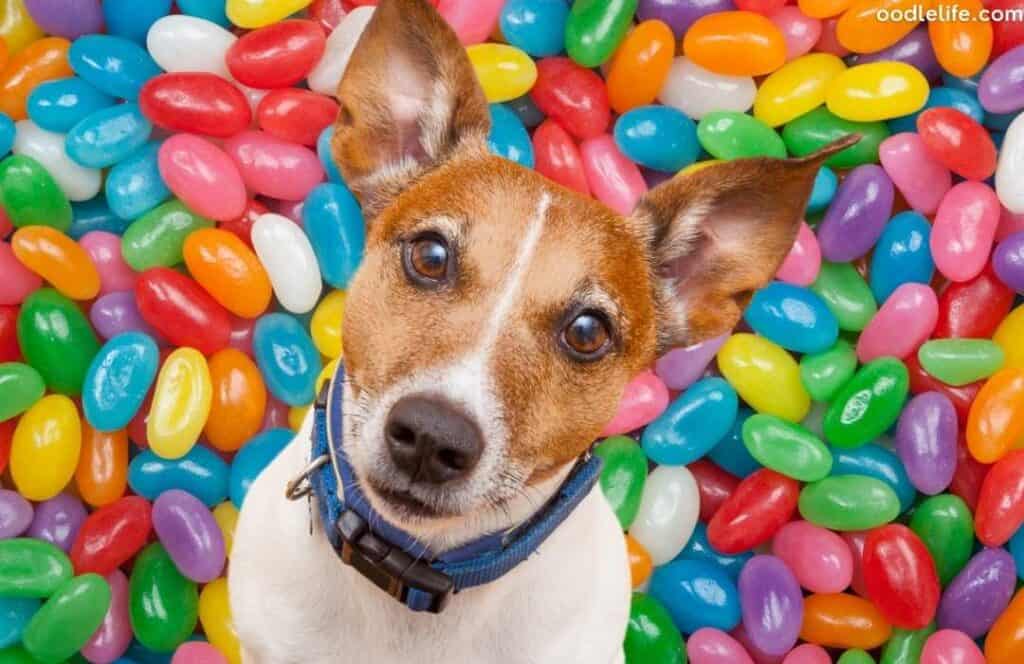 can a dog eat a jelly bean