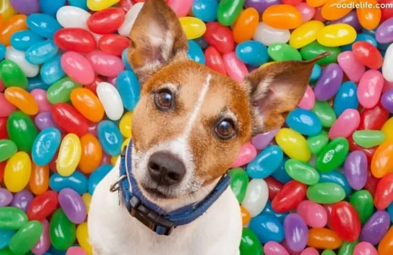 Can Dogs Eat Jelly Beans? [when to be WORRIED]