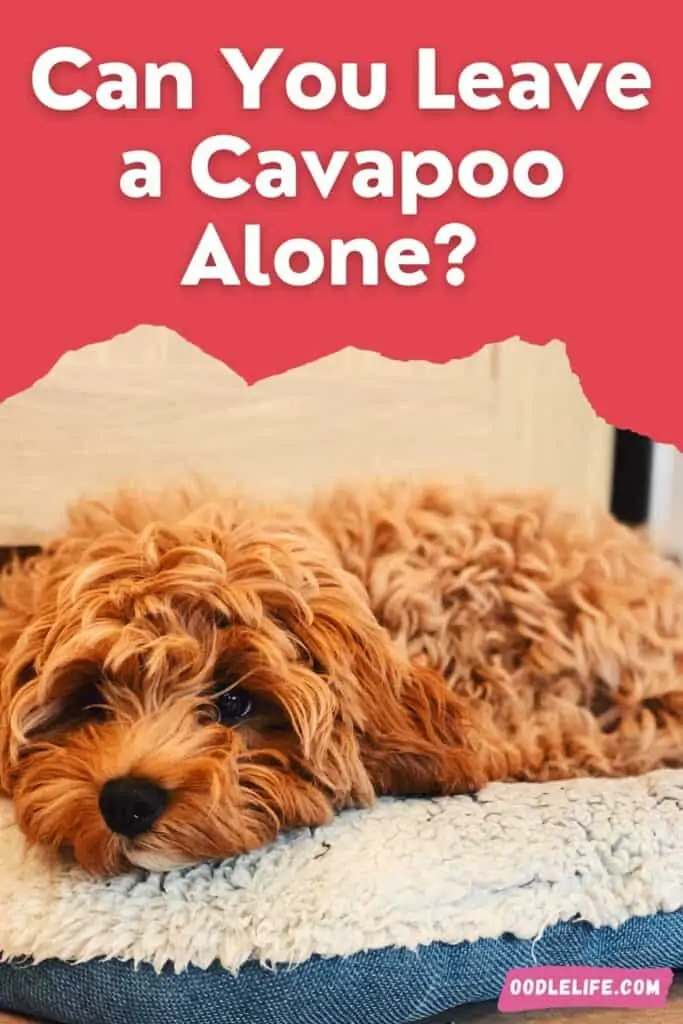 can you leave a cavapoo alone this puppy is sad