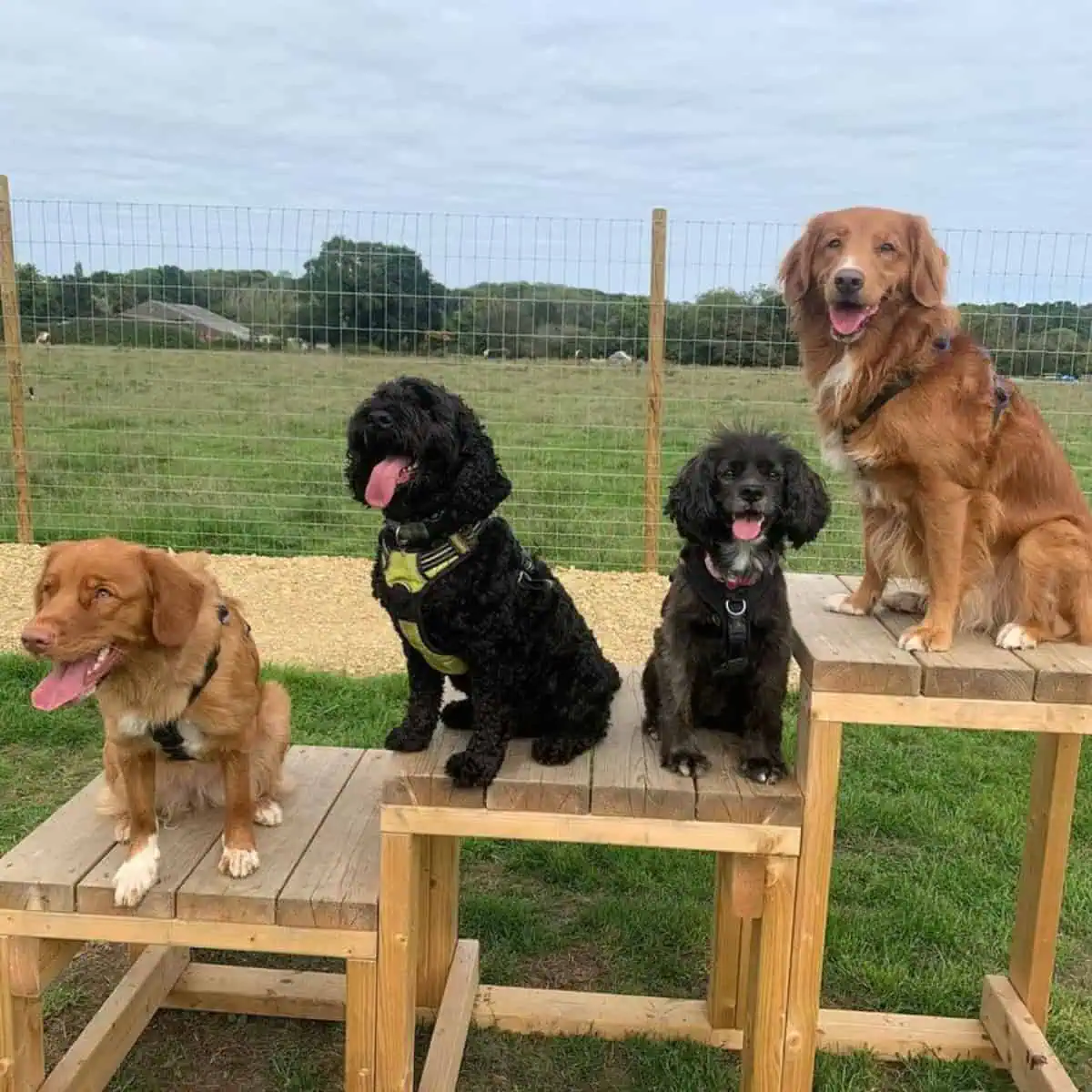 Cavapoo and its friends