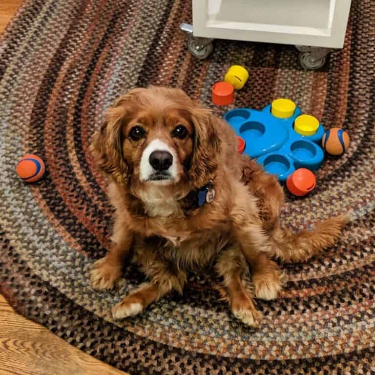 Are Cavapoos Smart? [Clever Puppies?] - OodleLife®