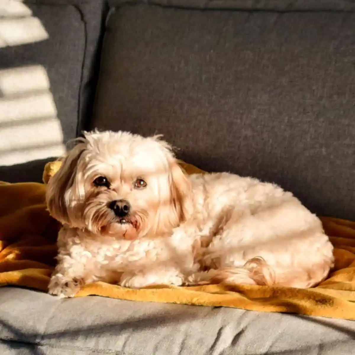 Cavapoo and the sunlight