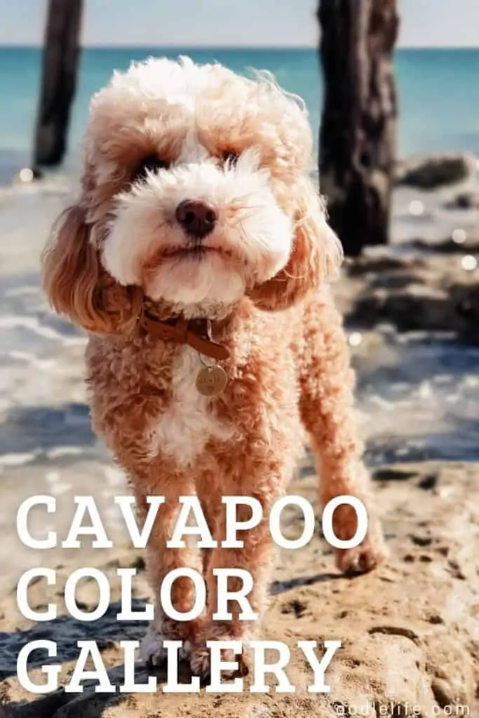 cavapoo color gallery