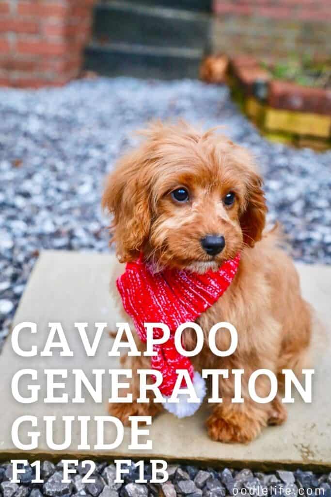 Cavapoo Generations Compared F1 Vs F1b Vs F2 Cavapoos Oodle Life