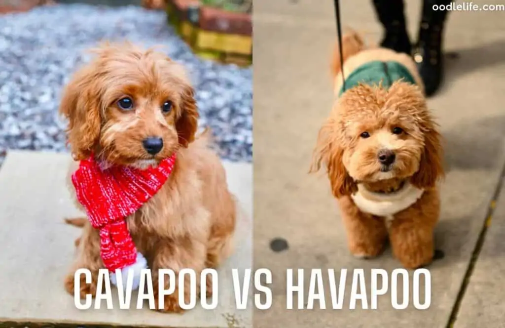 cavapoo puppy vs havapoo puppy