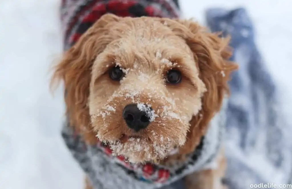 cavapoo in the snow on nose