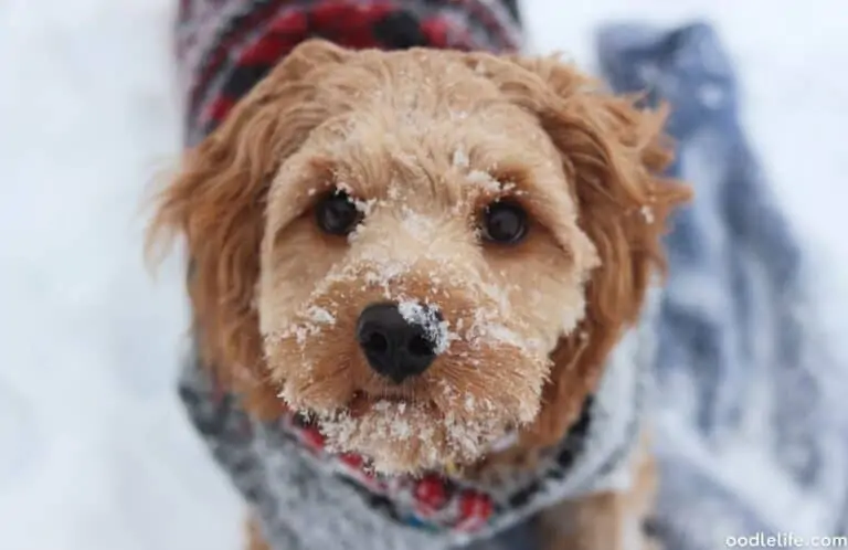 How Much Does a Cavapoo Cost? [Price Guide]