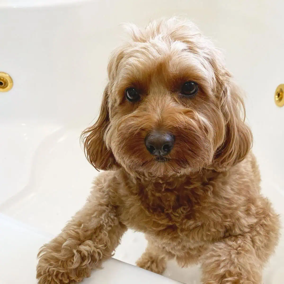 Cavapoo inside the bathtub