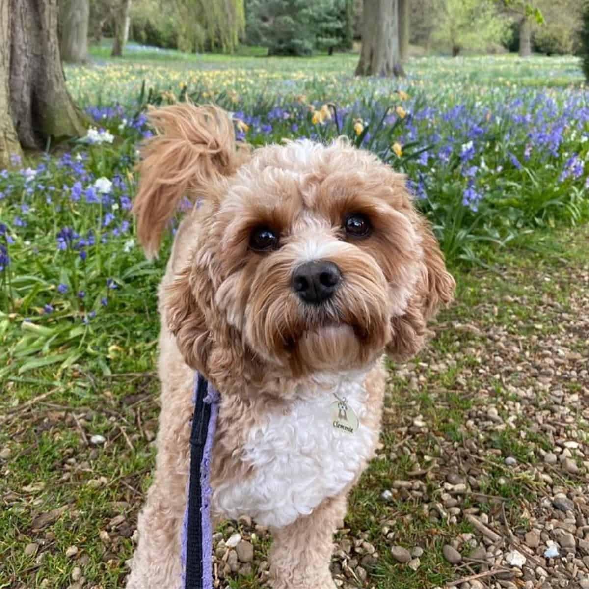 Cavapoo is on for a walk