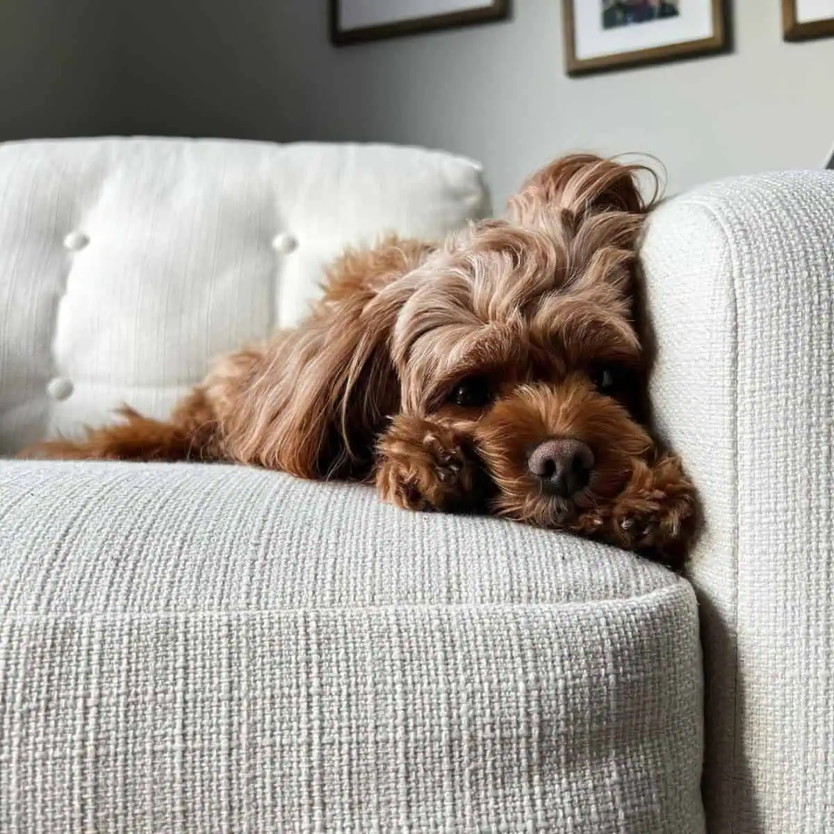 Cavapoo looks scared