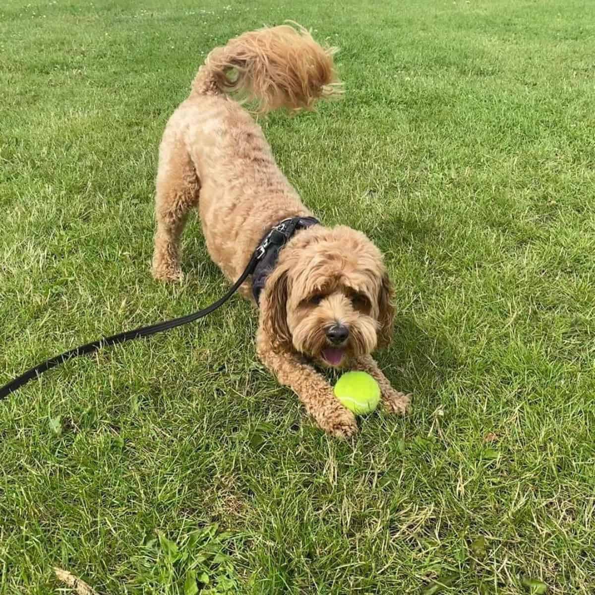 A Cavapoo loves to play ball with his owner