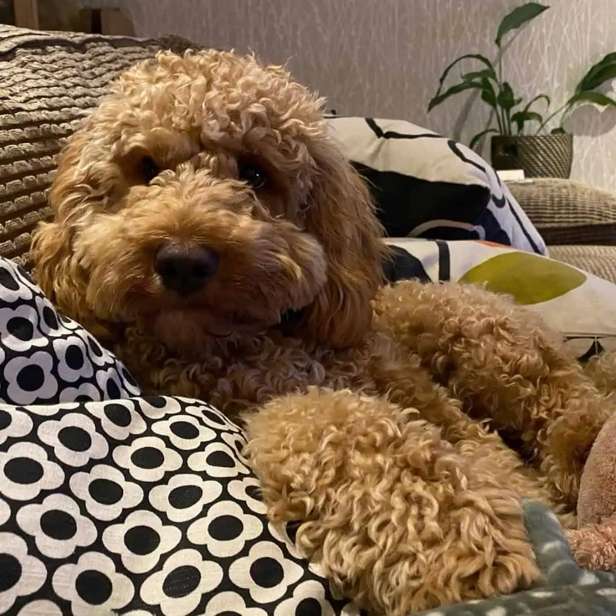 Cavapoo loves to stay on the couch