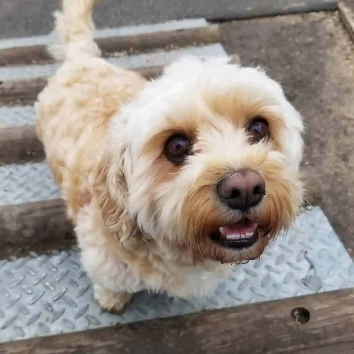 Cavapoo needs dental hygiene