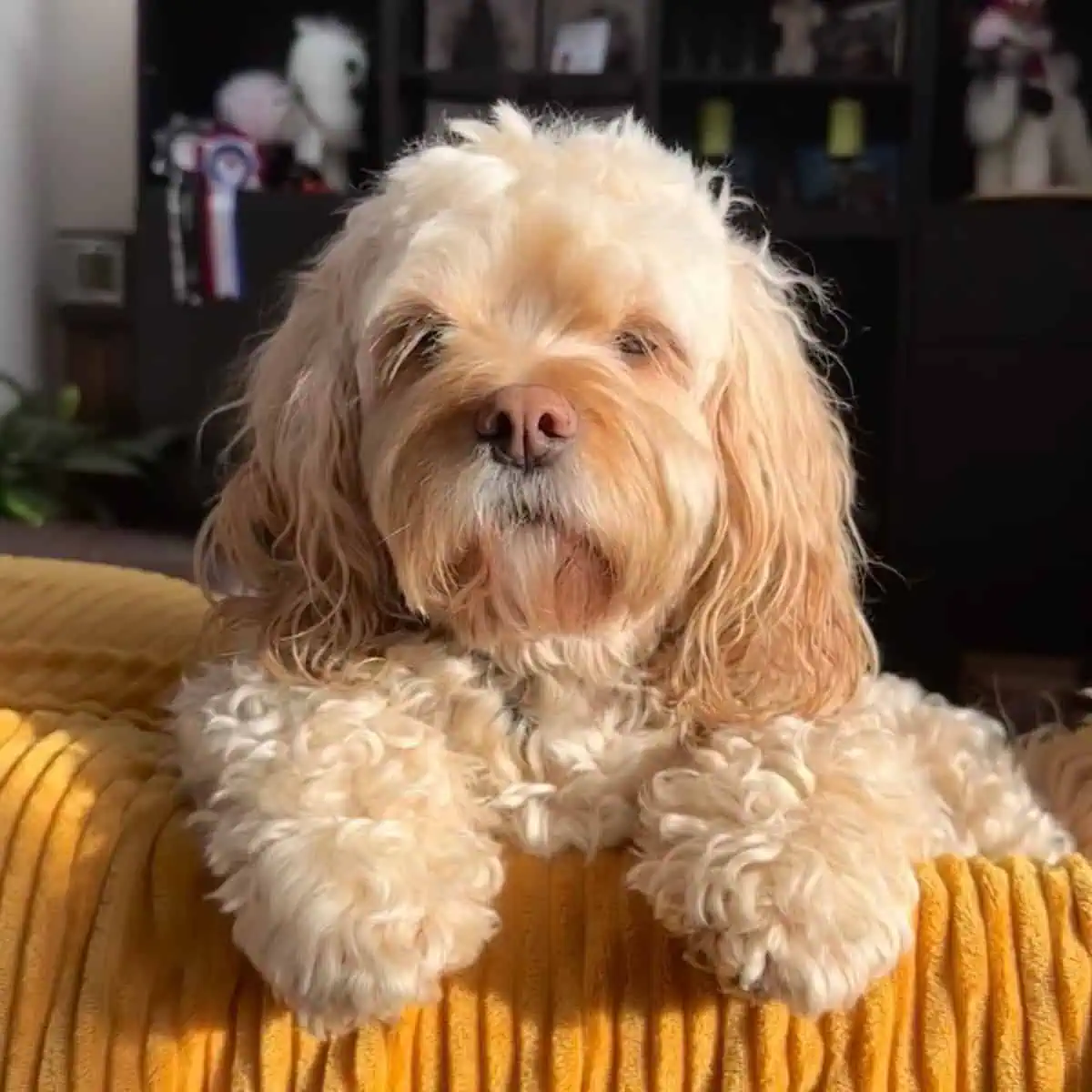 Cavapoo needs grooming session