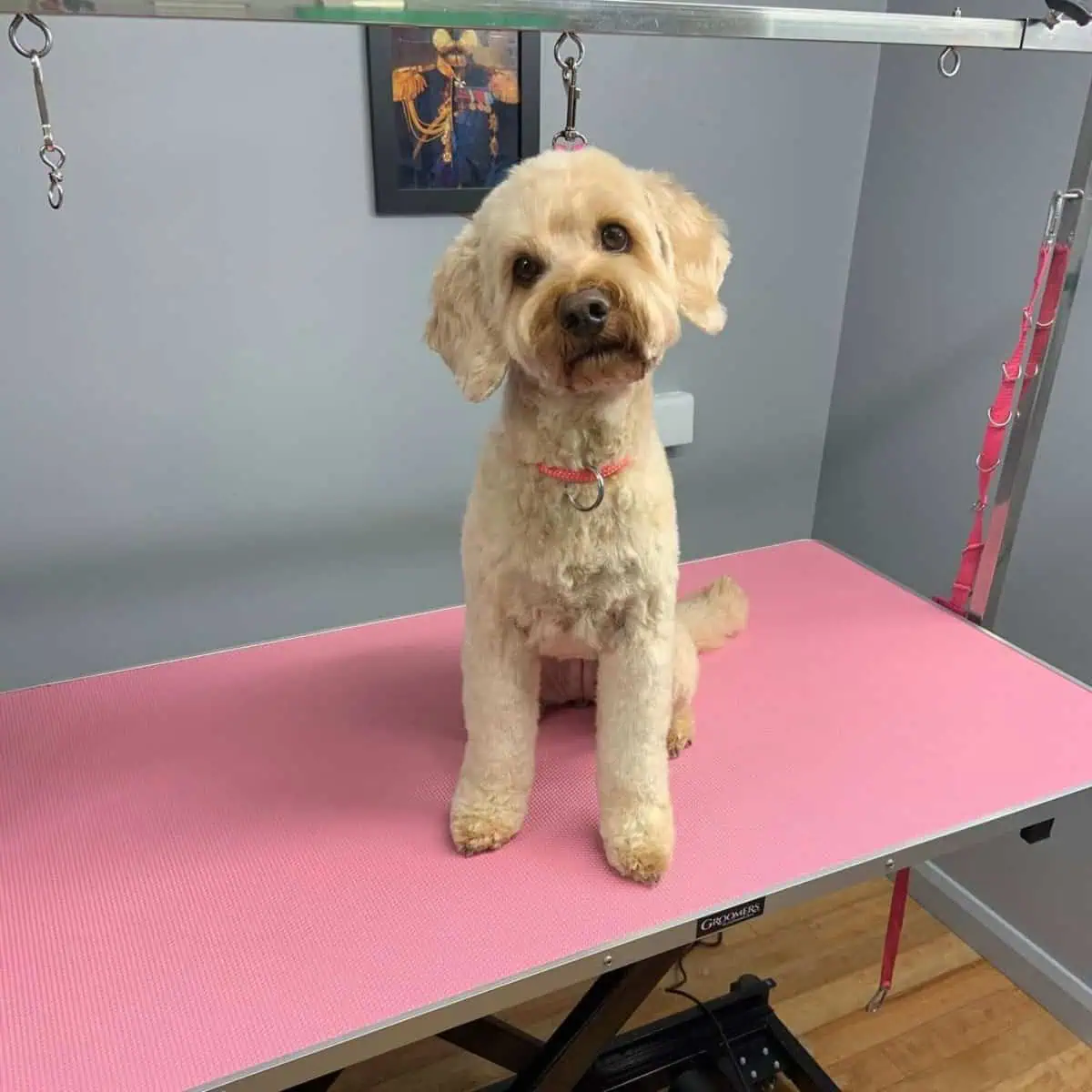 Cavapoo on grooming table