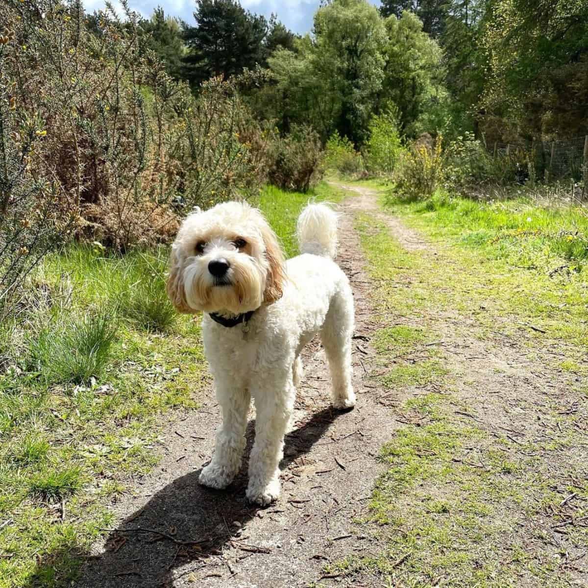 Cavapoo on long walks