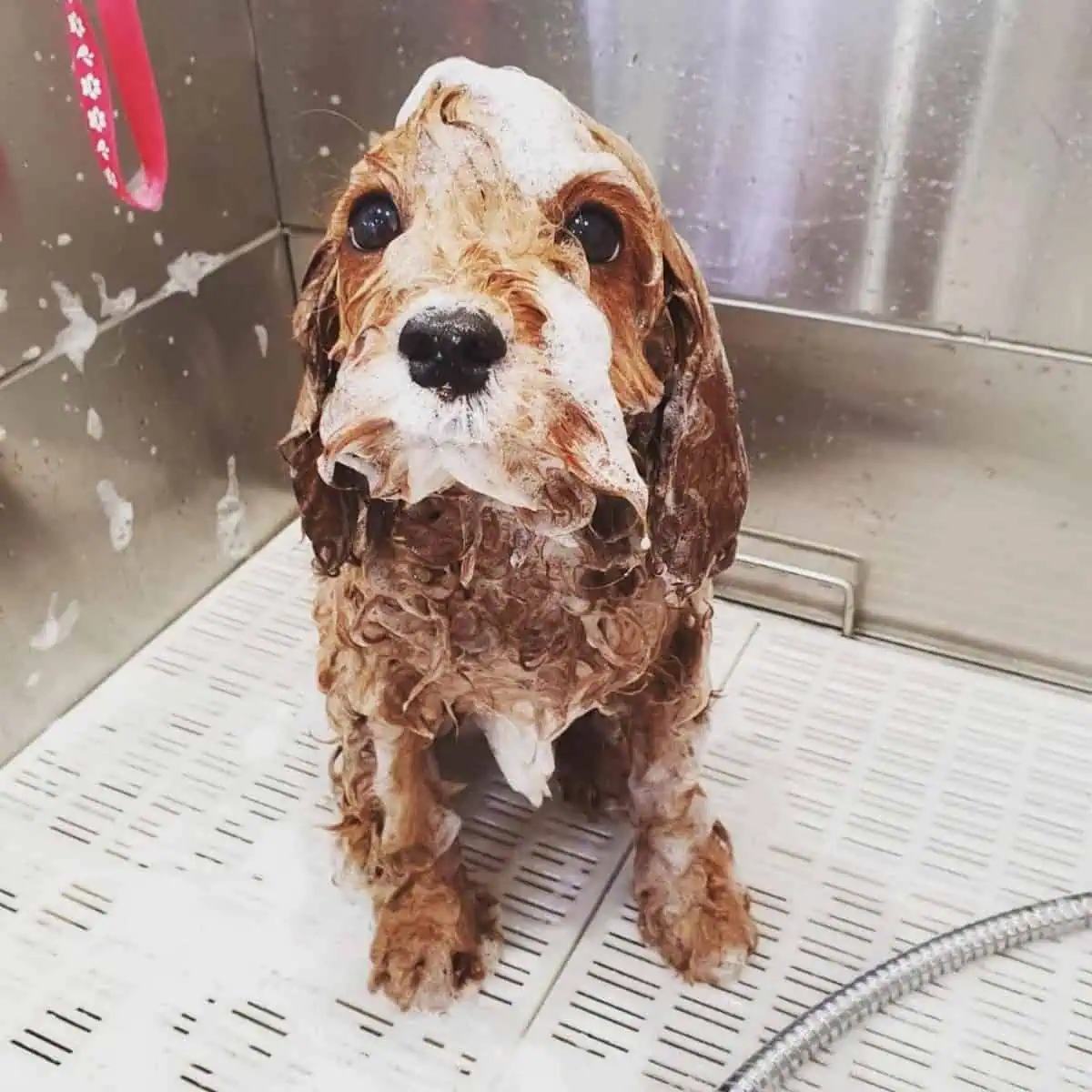 Cavapoo on shampoo