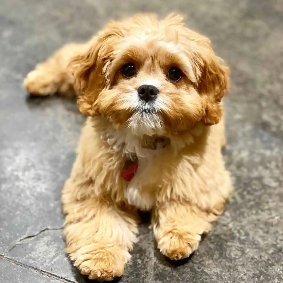 Cavapoo on the floor