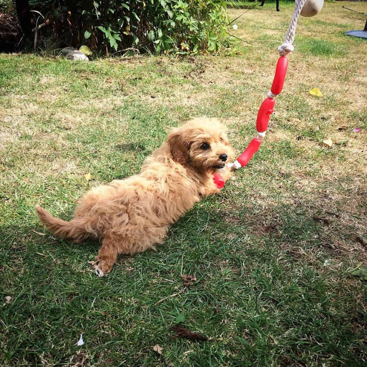 Cavapoo playing sausage toy