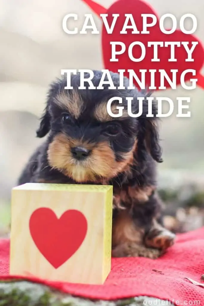cavapoo potty training guide