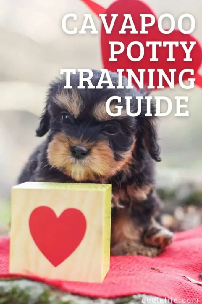 Cavapoo sales house training