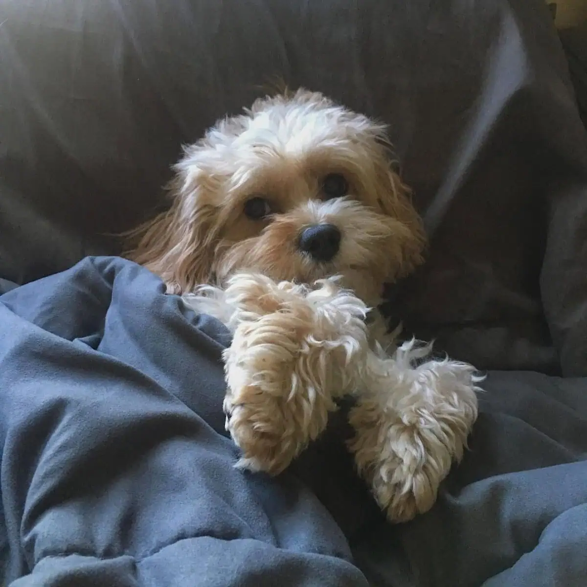 Cavapoo prefers to stay in bed