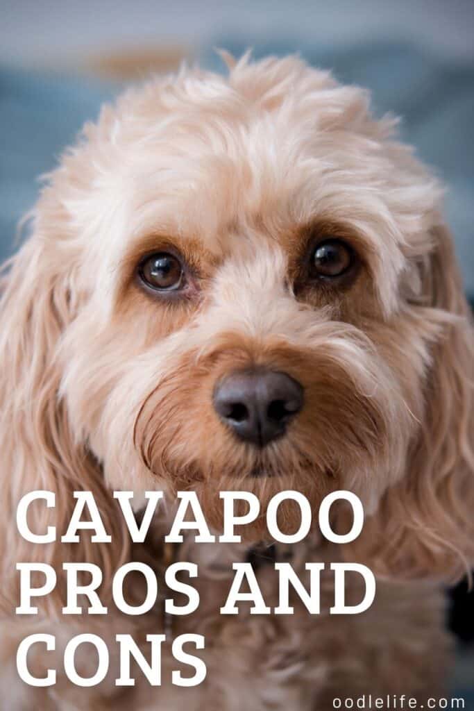cavapoo pros and cons