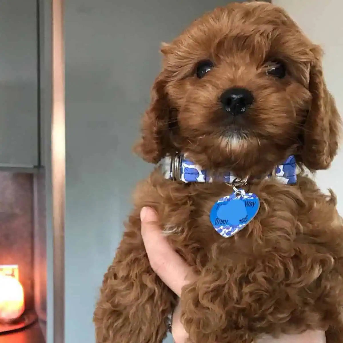 Cavapoo puppy looks relaxed