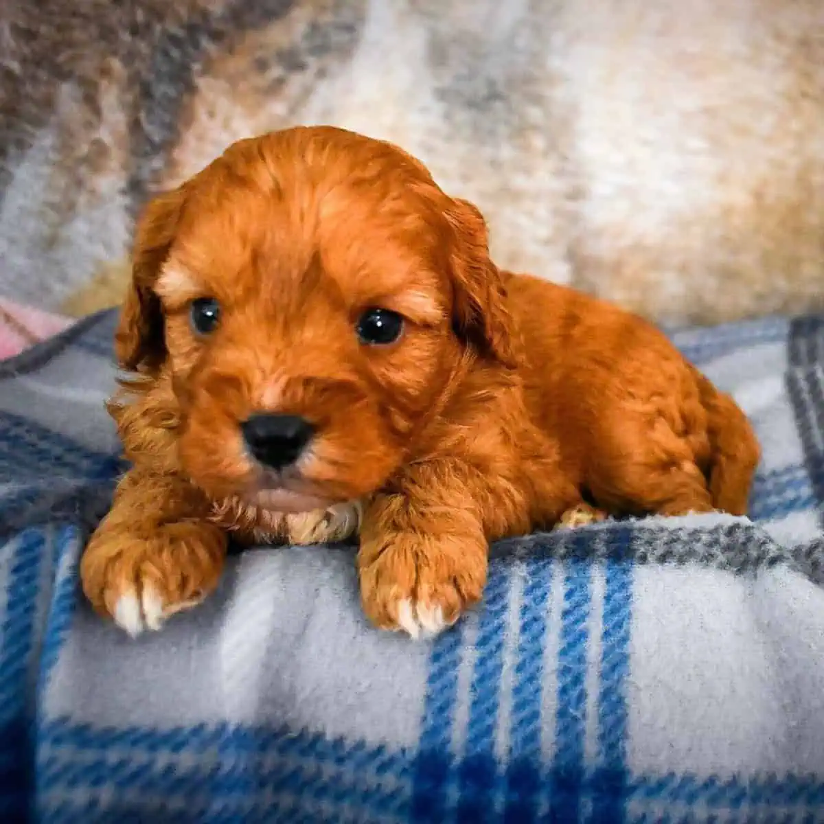 Cavapoo puppy on photoshoot