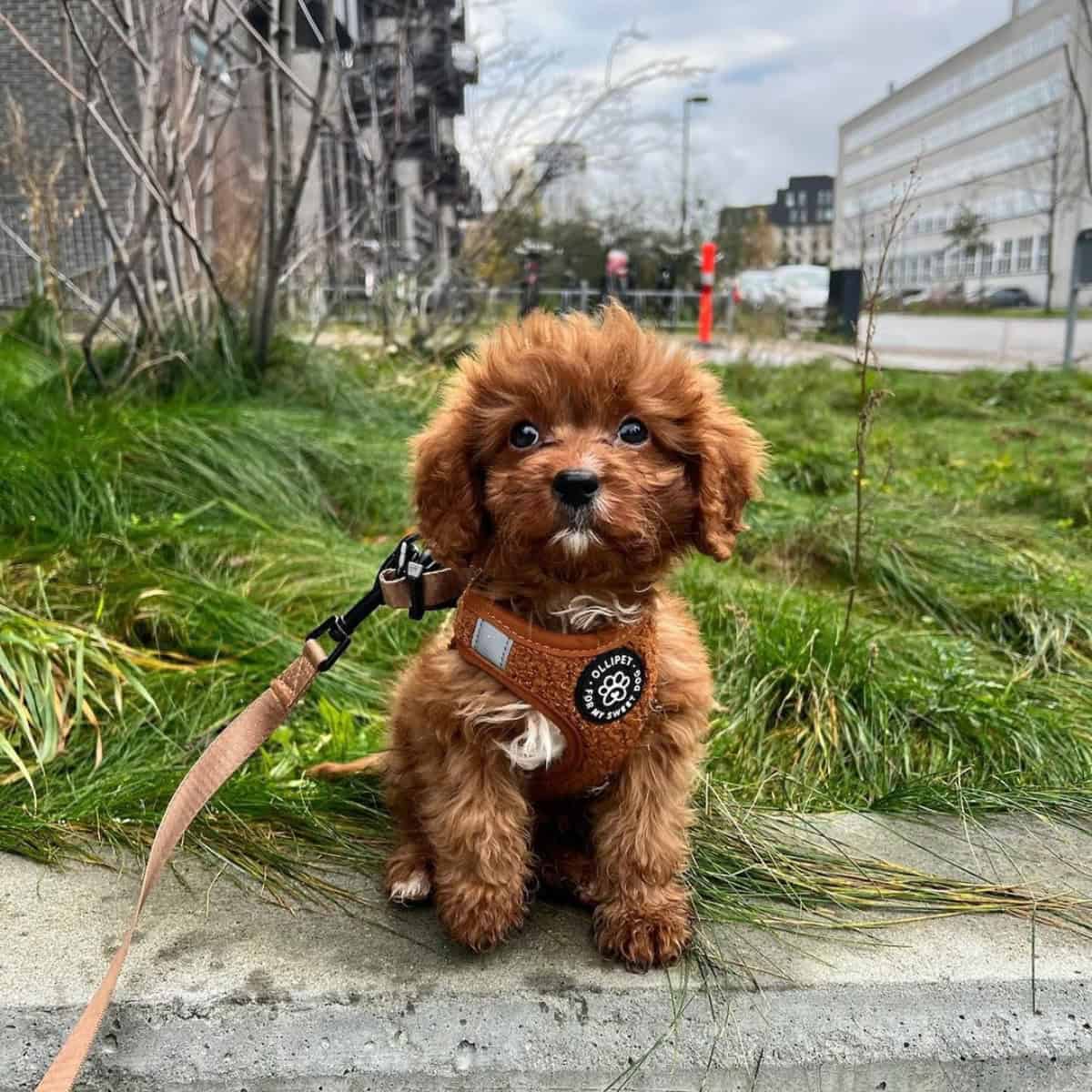 Cavapoo puppy outdoor training