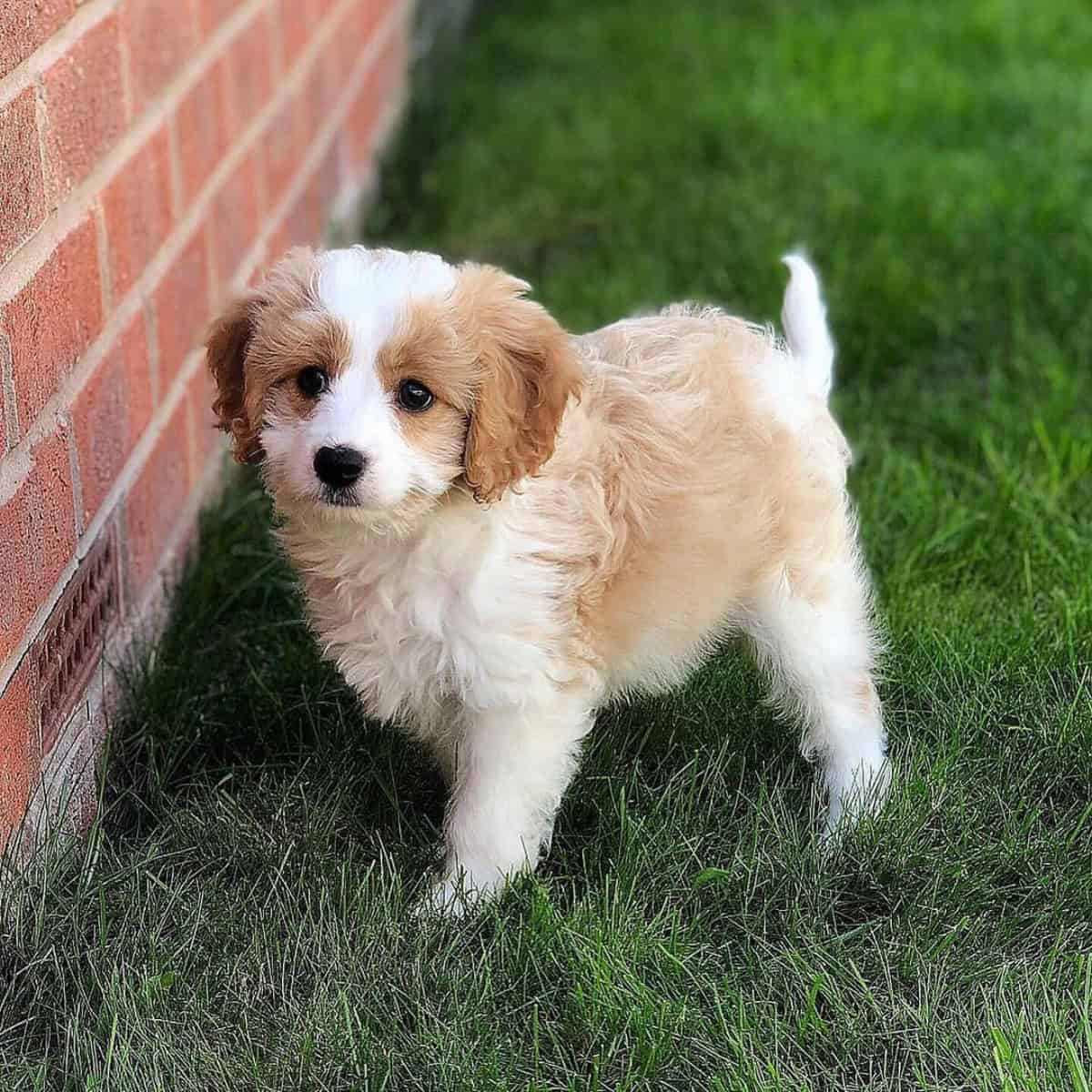 Cavapoo puppy outdoors