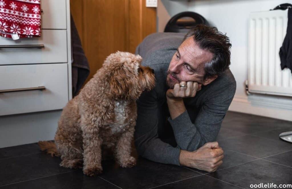 fluffy cavapoo puppy with white chest looks at owner