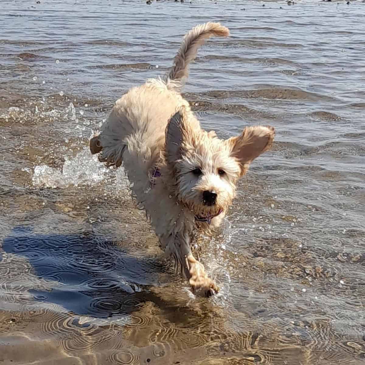 Cavapoo puppy running at the beach