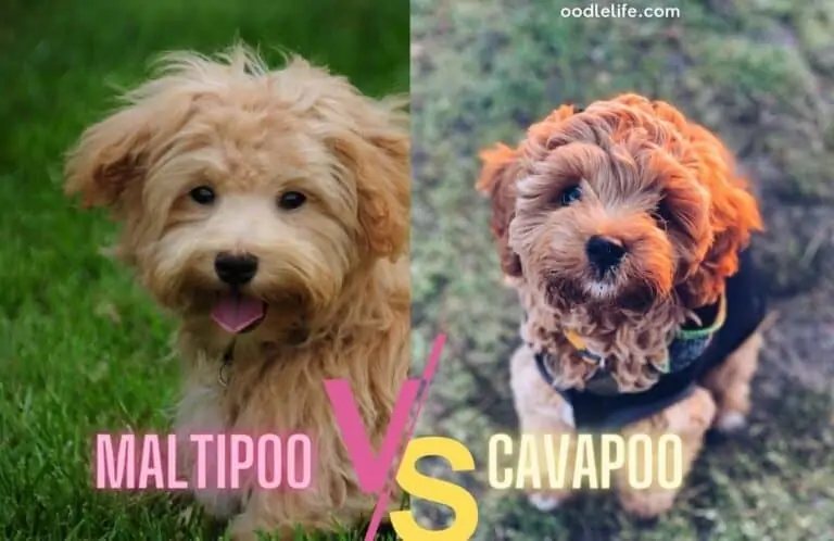 cavapoo and maltipoo side by side