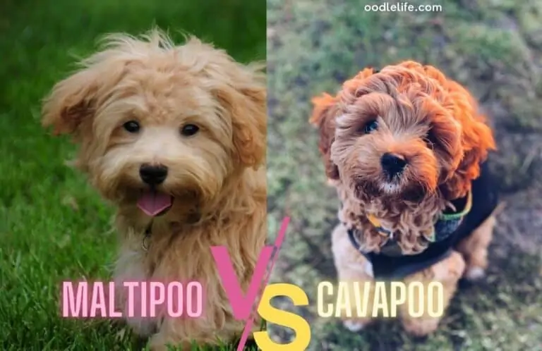 Cavapoo vs Maltipoo Breed Comparison [Photos]