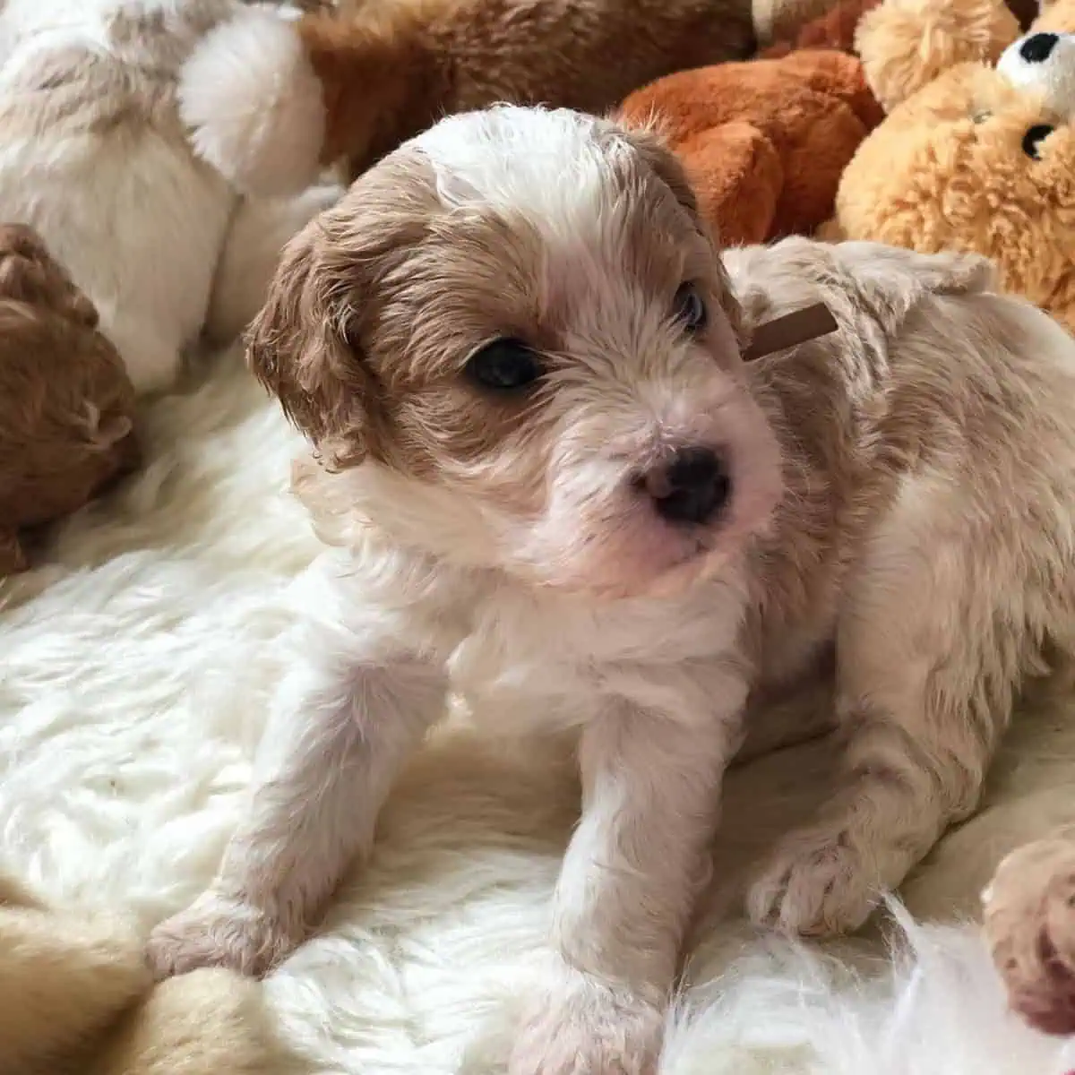Cavapoo puppy with toys