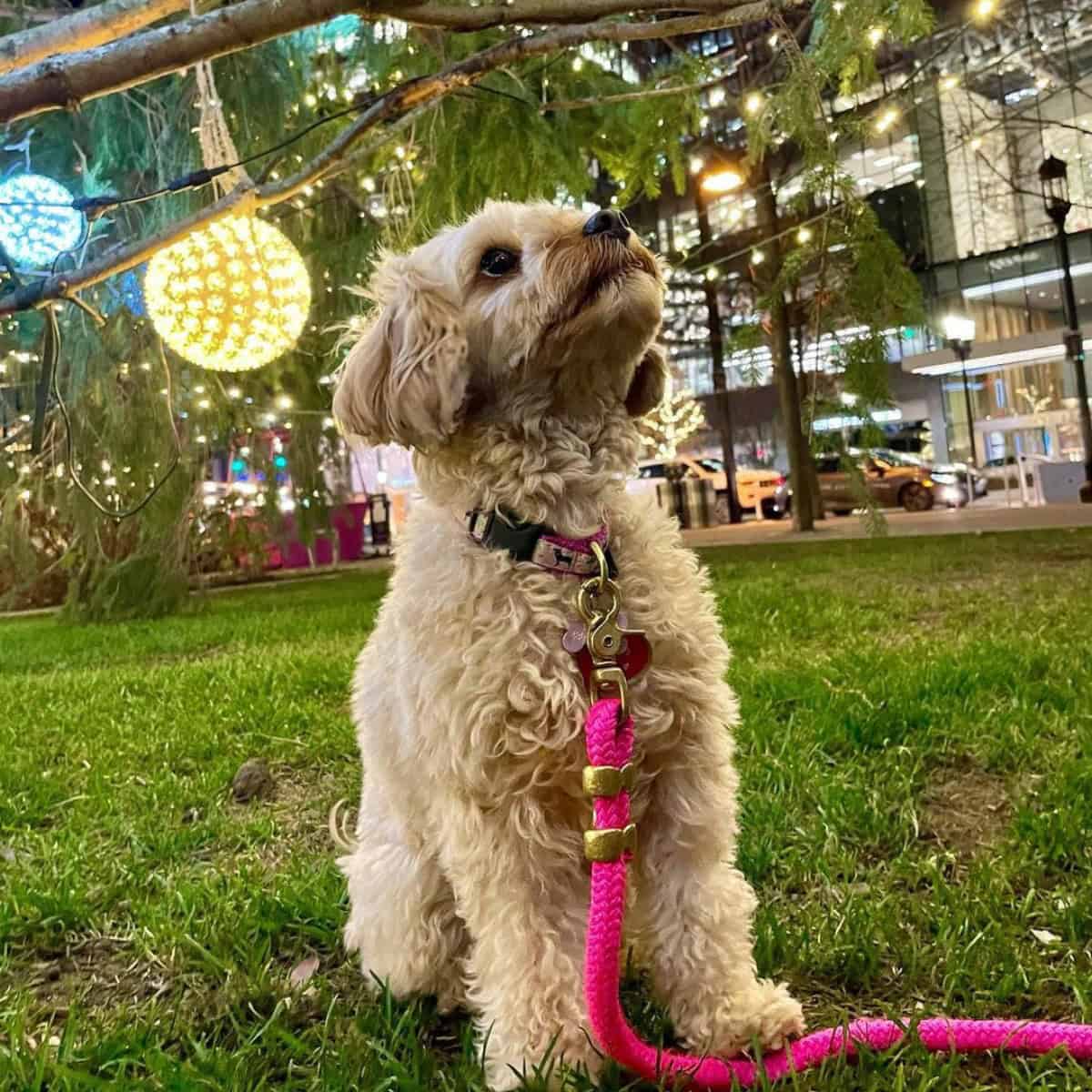 Cavapoo quick stop