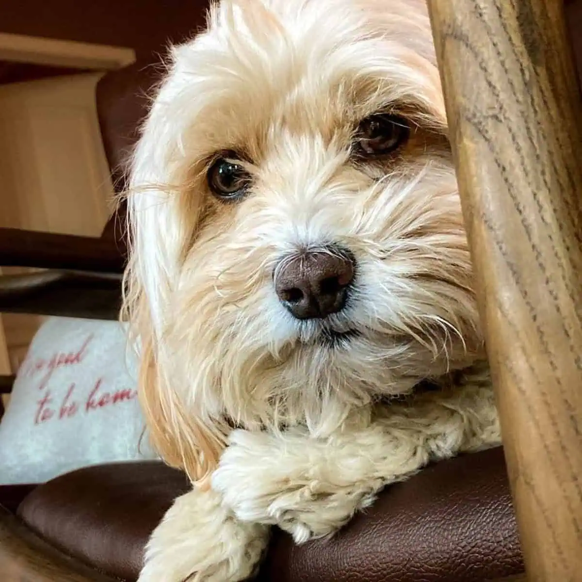 Cavapoo sad and curious