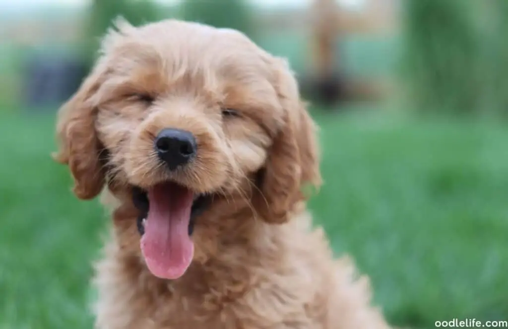 a golden cavapoo puppy yawns