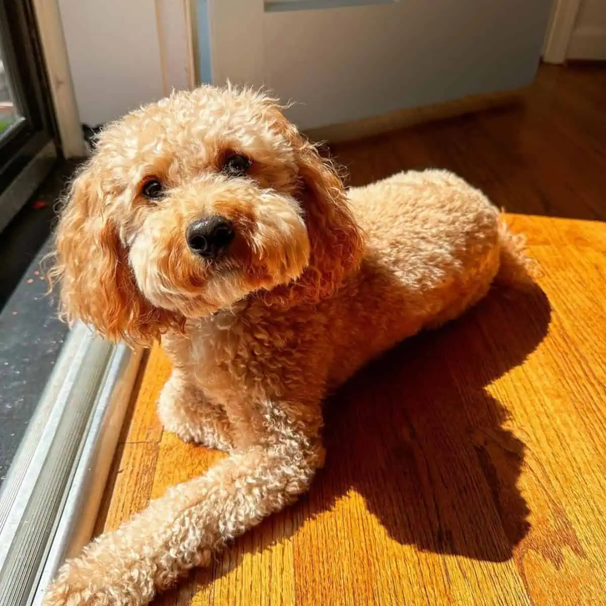 Cavapoo sunbathing