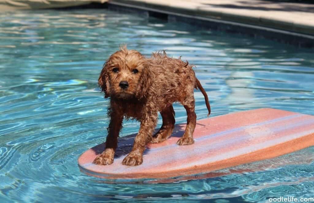 cavapoo puppy in the swimming pool