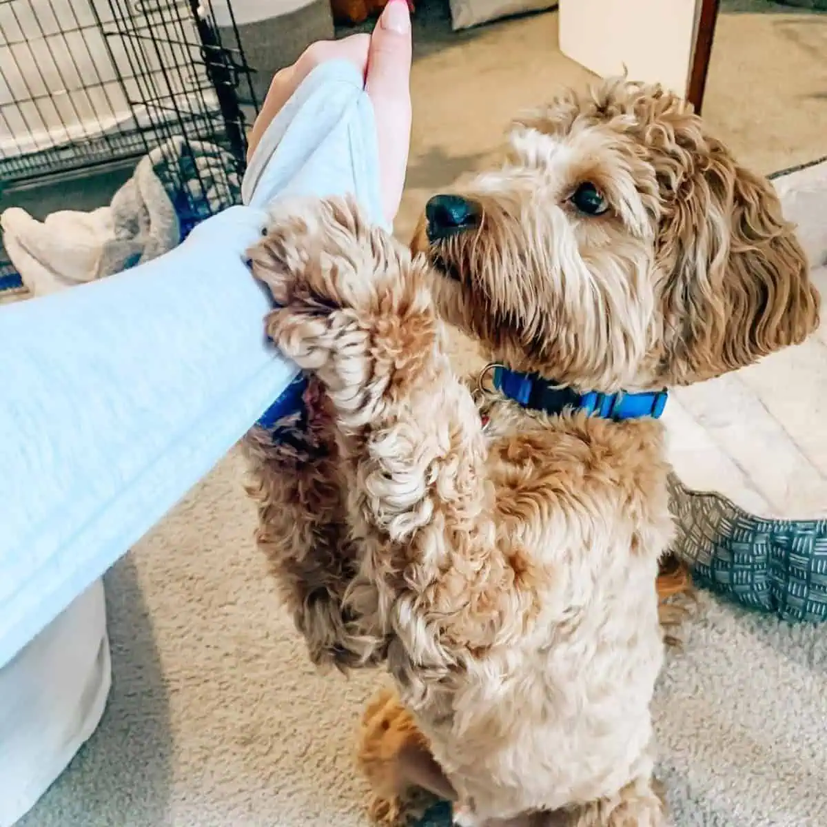 Cavapoo tricks with owner