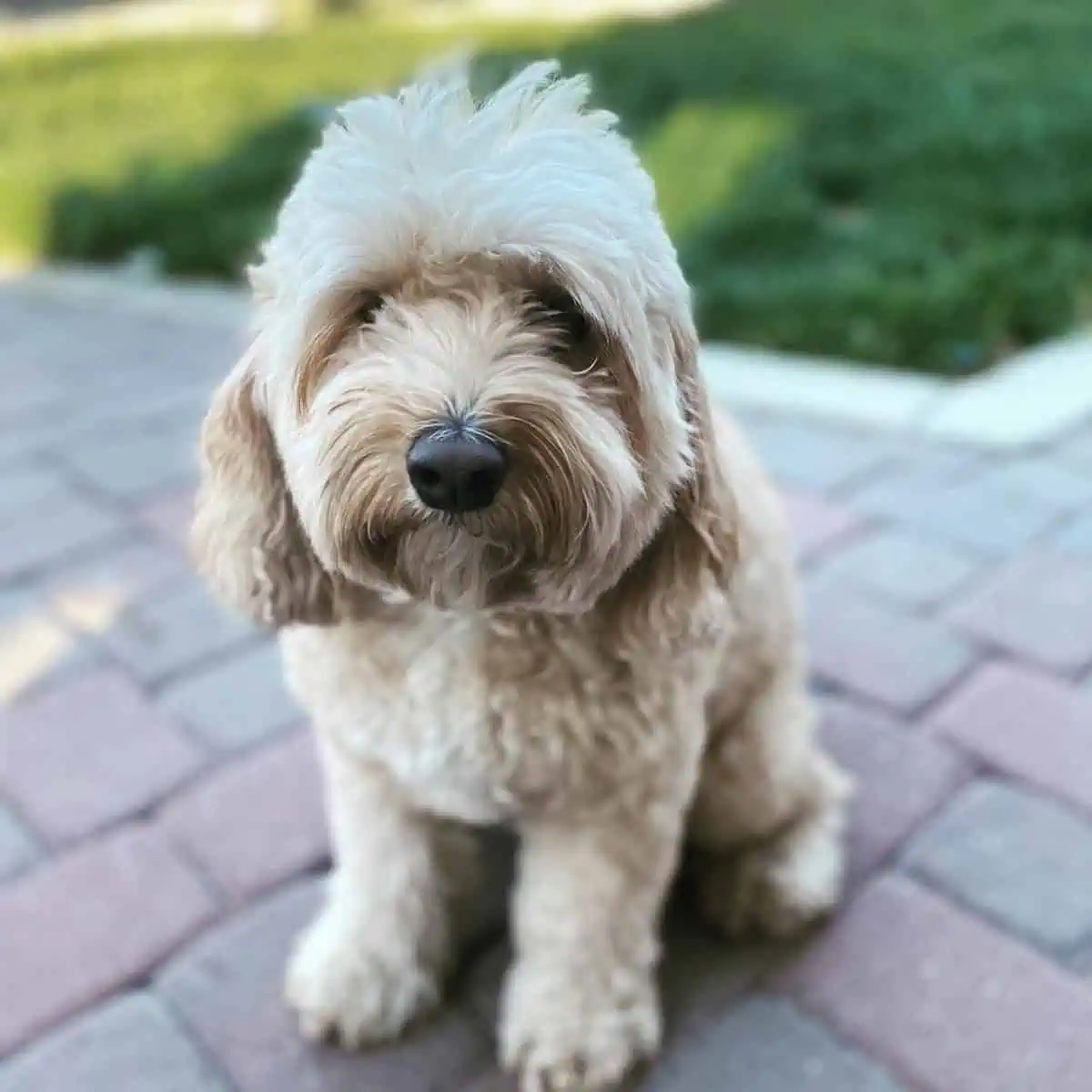Cavapoo waiting for long walk