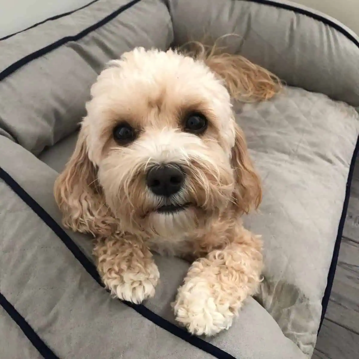 Cavapoo wants some attention