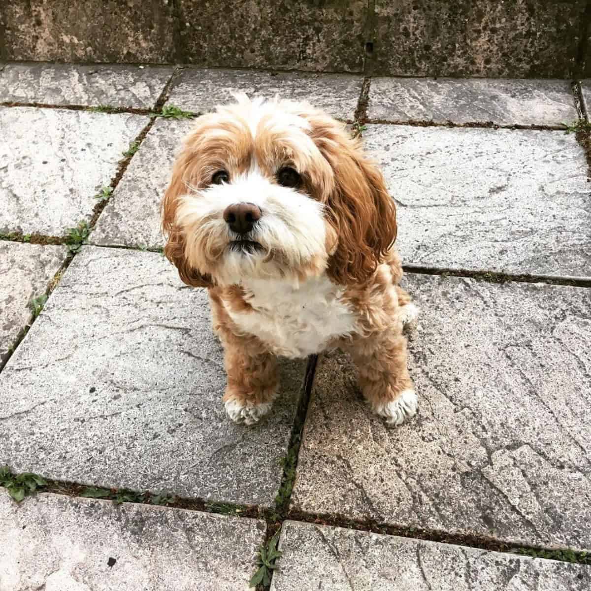 Cavapoo wants to play ball with owner