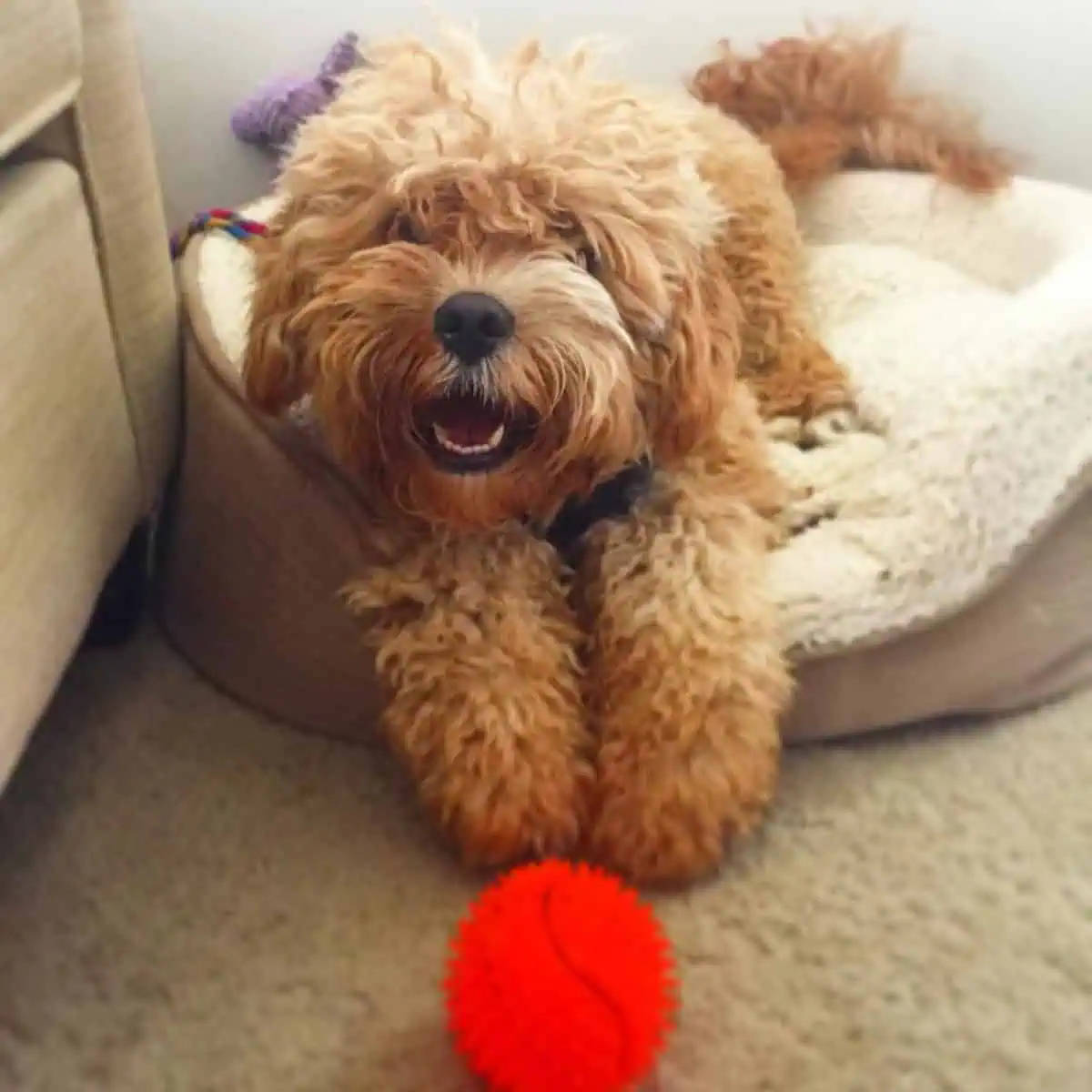 Cavapoo wants to play