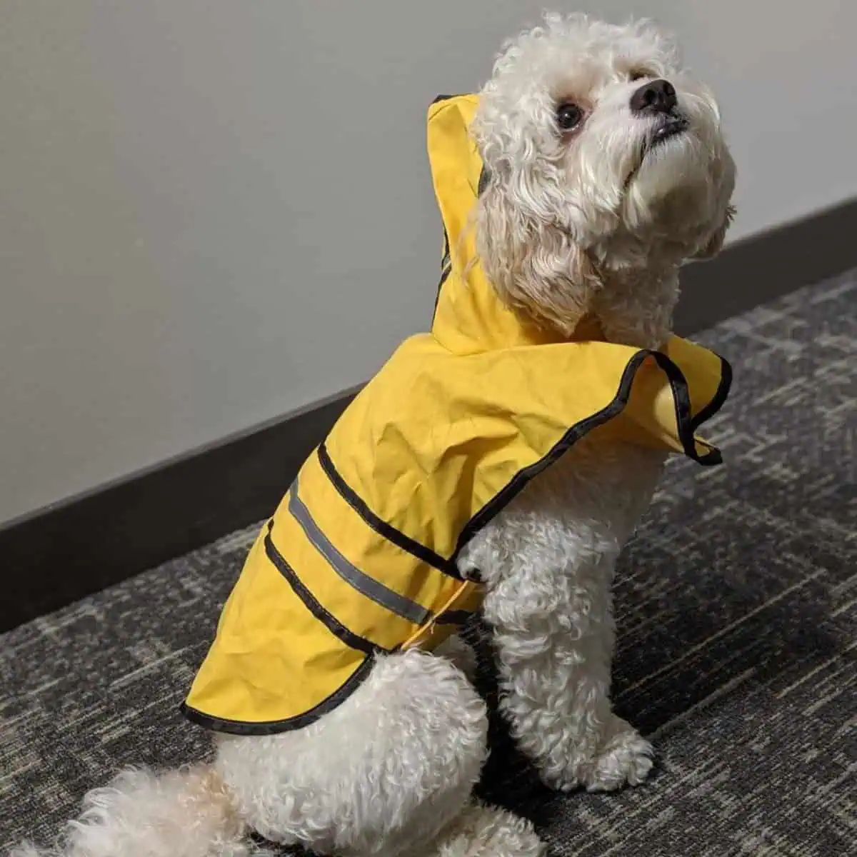 Cavapoo wearing a raincoat